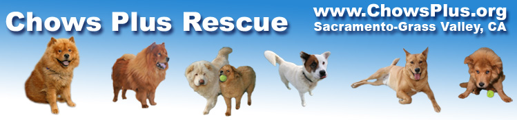 Chows Plus + Rescue, Sacramento, CA